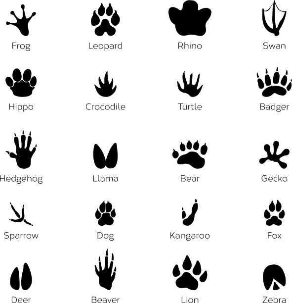Black footprints shapes of animals. Elephant, leopard, reptile and tiger. Different steps Black footprints shapes of animals. Elephant, leopard, reptile and tiger. Different steps animals frog and rhino, swan and hippo, crocodile and turtle illustration hedgehog stock illustrations