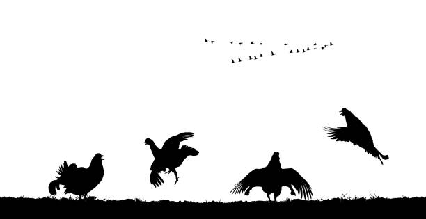 ilustrações de stock, clip art, desenhos animados e ícones de black grouse cocks jump in field. vector silhouette - grouse flying