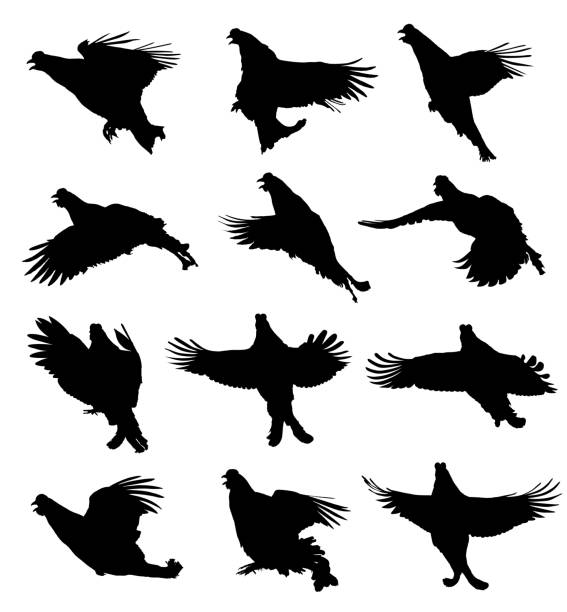 ilustrações de stock, clip art, desenhos animados e ícones de black grouse in the flight silhouette set - grouse flying