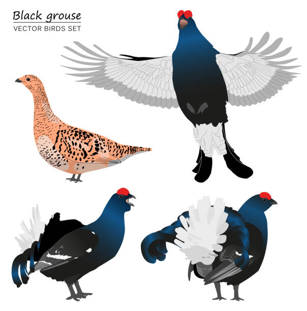ilustrações de stock, clip art, desenhos animados e ícones de black grouse isolated on white background - grouse flying