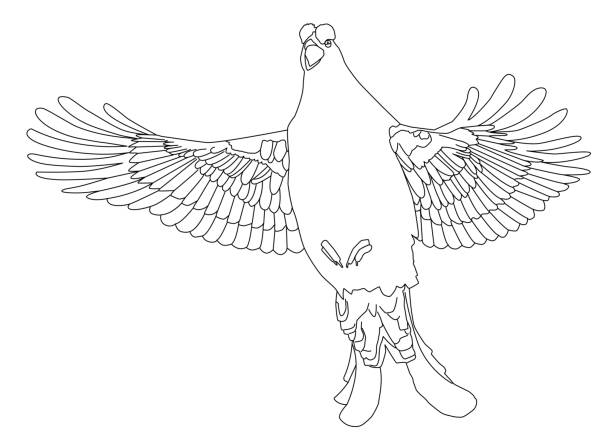 ilustrações de stock, clip art, desenhos animados e ícones de black grouse line drawing in vector - grouse flying