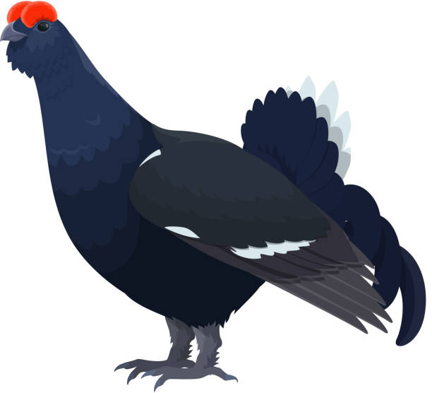 ilustrações de stock, clip art, desenhos animados e ícones de black grouse wild bird, hunt fowl - grouse flying