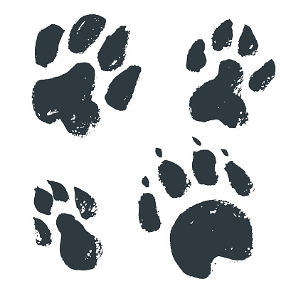 Black hand drawn isolated wild animal footprints. Grunge ink ill
