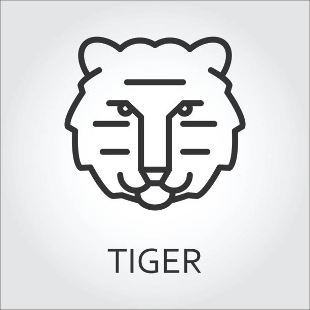 Black icon style line art, head wild animal tiger. Black flat simple icon style line art. Outline symbol with stylized image of a head of a wild animal tiger. Stroke vector symbol mono linear pictogram web graphics. On a gray background. bengals stock illustrations