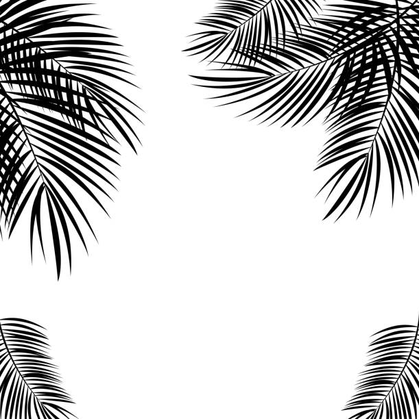 illustrazioni stock, clip art, cartoni animati e icone di tendenza di nero foglie di palma su sfondo bianco. illustrazione vettoriale. - palme
