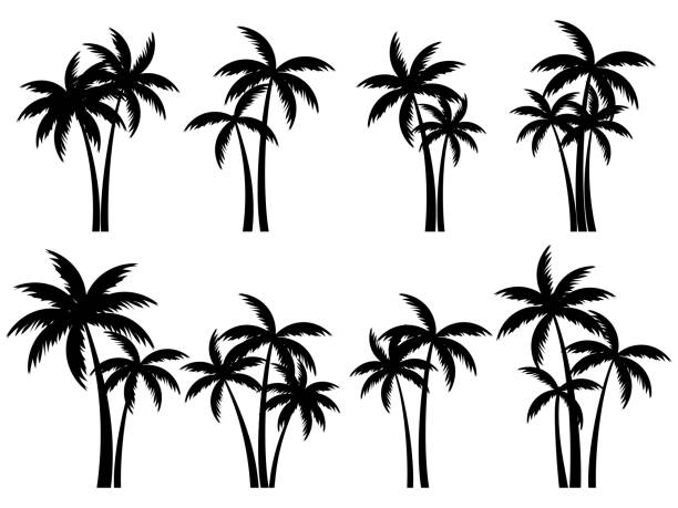 Black palm trees set isolated on white background. Palm silhouettes. Design of palm trees for posters, banners and promotional items. Vector illustration Black palm trees set isolated on white background. Palm silhouettes. Design of palm trees for posters, banners and promotional items. Vector illustration palm trees stock illustrations