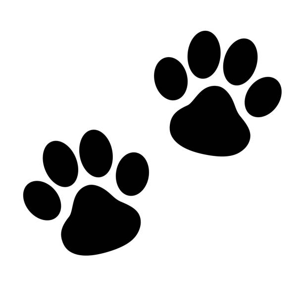 Black Paw Print - stock vector. Black Paw Print - stock vector. dog borders stock illustrations