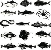 Vector saltwater fishes that are popular seafood.