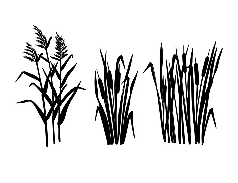 Black silhouette reeds sketch set in vintage style. Vector retro illustration element. Spring floral nature background vector