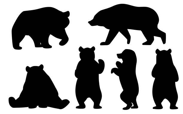 Black silhouette set of Grizzly bears. North America animal, brown bear. Cartoon animal design. Flat vector illustration isolated on white background Black silhouette set of Grizzly bears. North America animal, brown bear. Cartoon animal design. Flat vector illustration isolated on white background. bear stock illustrations