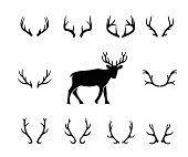 Black silhouettes of different deer horns, vector