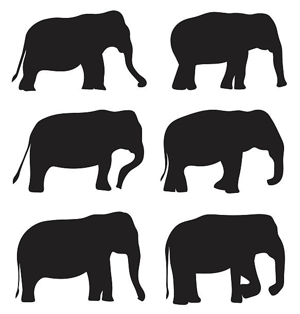 Best Drawing Of The Side View Elephant Illustrations ...