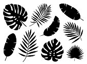 Exotic plants leaves set. Vector illustration