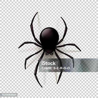 istock Black Spider with transparent shadow on a checkered background. Can be placed on any background. Vector illustration, 1020083664