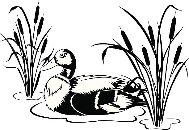 Black & White Mallard Duck with Cattails Black and white vector illustration of a Mallard duck swimming in a pond with cattails. Includes ai8,eps and .jpeg file formats. duck pond stock illustrations