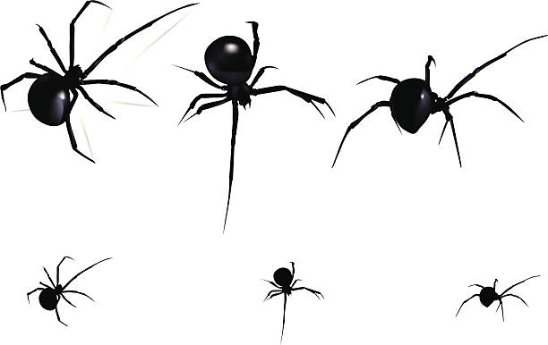 Black Widow Spider Vector, black widow from different angles. Little ones with no mesh. spider stock illustrations