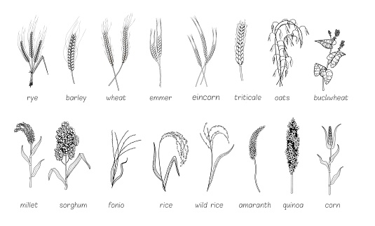 Black-and-white graphic sketch of cereal plants set