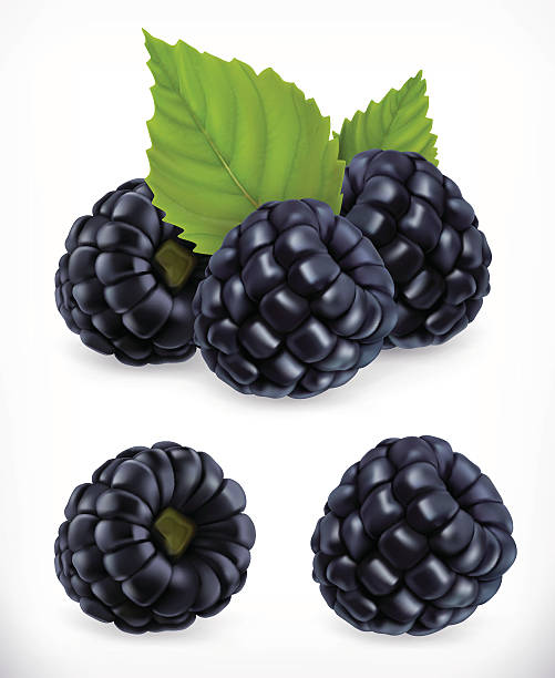 Blackberry. Realistic illustration Blackberry. Sweet fruit. Forest berry. 3d vector icons set. Realistic illustration blackberry fruit stock illustrations