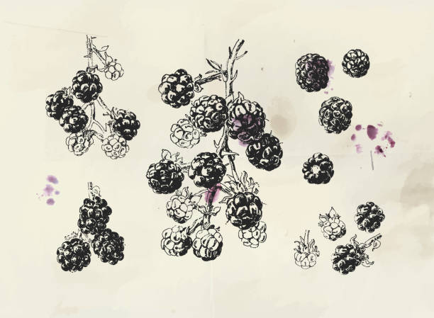 Blackberry vintage illustration Blackberry vintage illustration. Isolated hand drawn blackberry branch with single berries and background fruit stains blackberry fruit stock illustrations