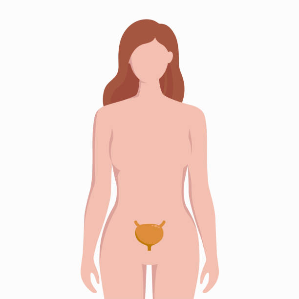 Bladder on woman body silhouette vector medical illustration isolated on white background. Human inner organ placed in bady infographic elements in flat design. Bladder on woman body silhouette vector medical illustration isolated on white background. Human inner organ placed in bady infographic elements in flat design pelvic floor stock illustrations