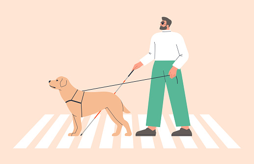 Blind person with a guide dog walking in the city. Disabled man crossing a street crosswalk with a stick and seeing-eye labrador. Handicapped pedestrian safety.