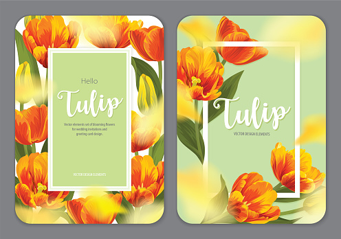 Blooming beautiful orange with yellow tulip flowers background template.