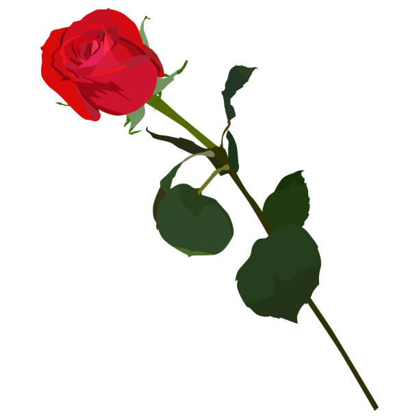illustrazioni stock, clip art, cartoni animati e icone di tendenza di illustrazione isolata piatta del vettore rosa rossa in fiore - san valentino single