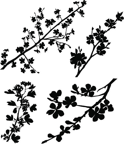 Blossomed Branches Variable silhouettes of spring blossomed branches.  apple blossom stock illustrations