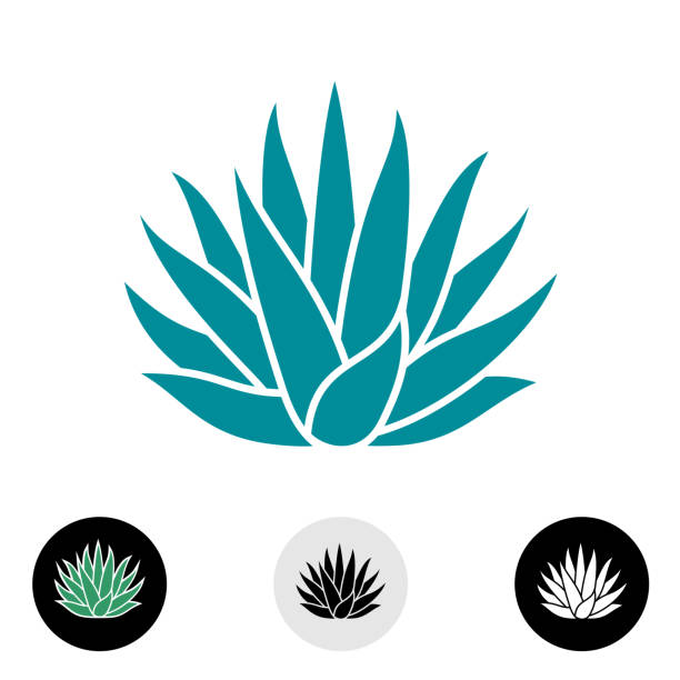 Blue agave plant vector silhouette. Agave plant vector silhouette. Blue agave cactus illustration. Tequila symbol. cactus icons stock illustrations