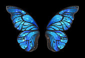 Detailed, blue butterfly wings morphines on black background.