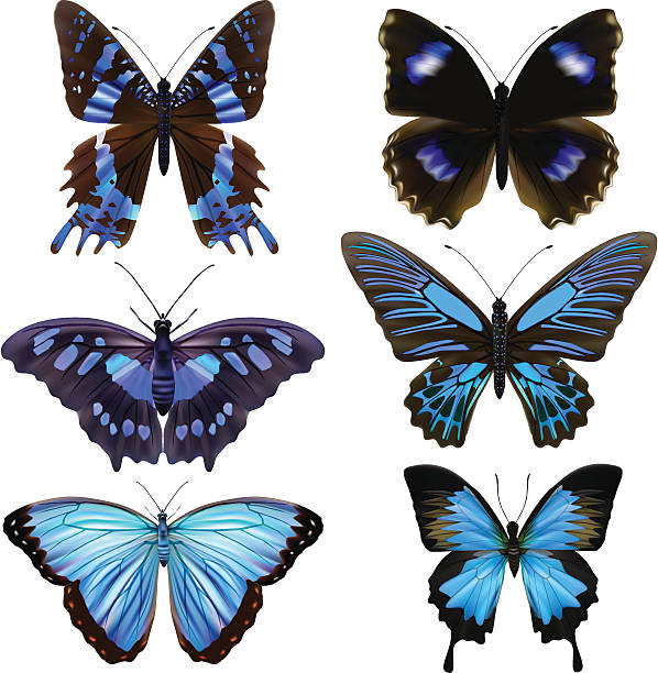 голубая бабочка's-векторная иллюстрация - morphodite stock illustratio...