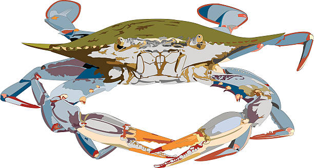 Blue Crab Illustration Illustration version of Blue Crab. AI vs 10, EPS vs 8, 300 dpi jpg included. blue crab stock illustrations