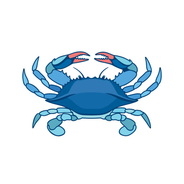 Blue crab in watercolor style Blue Crab on a white background in watercolor style. Realistic, artistic, colored drawing of a blue crab. Vector illustration. blue crab stock illustrations