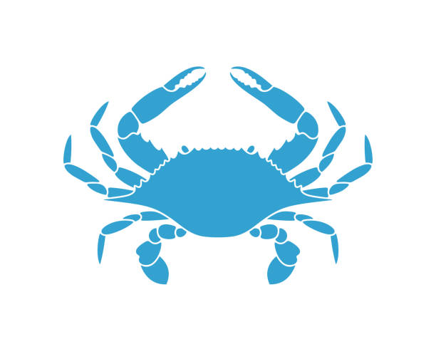 Blue crab. Isolated crab on white background EPS 10. Vector illustration blue crab stock illustrations