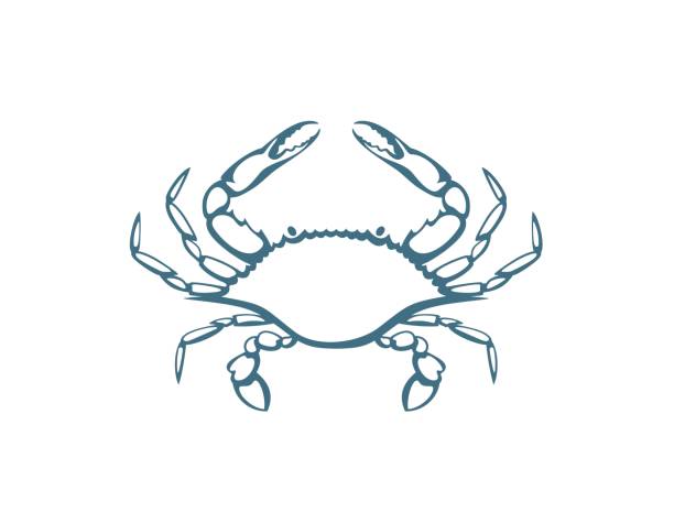 Blue crab logo. Isolated blue crab on white background EPS 10. Vector illustration blue crab stock illustrations