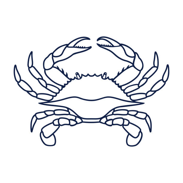 Blue crab on white background Crab in navy blue color. Blue Crab on white background. Logo design, symbol or icon in simple flat style. Linear drawing of a crab. Illustration. blue crab stock illustrations