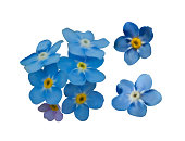 istock Blue forget me not spring flowers. Decorative elements vector set 984767060