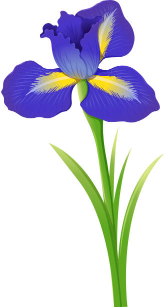 Purple Iris Clip Art Illustrations, Royalty-Free Vector Graphics & Clip ...