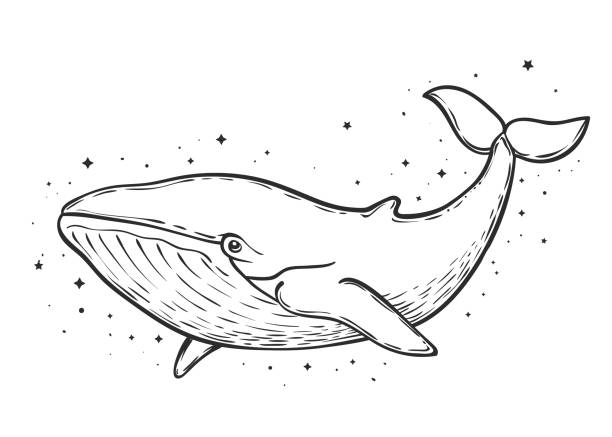 Blue whale and stars art work, vector illustration Blue whale and stars art work, vector illustration. Poster, t-shirt design, tattoo, sacred, coloring pages whale stock illustrations