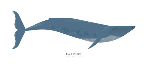 bildbanksillustrationer, clip art samt tecknat material och ikoner med blåval djur tecknad på isolerad bakgrund - blue whale