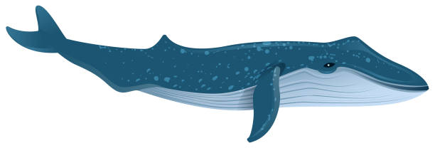 bildbanksillustrationer, clip art samt tecknat material och ikoner med blue whale är största marina däggdjur - blue whale
