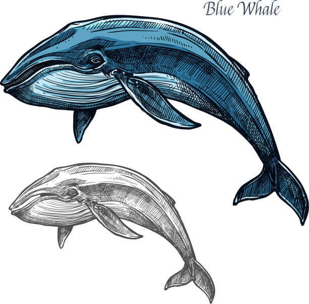 bildbanksillustrationer, clip art samt tecknat material och ikoner med blåval isolerade skiss för havet djur design - däggdjur