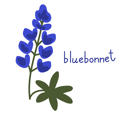 Bluebonnet vector flower