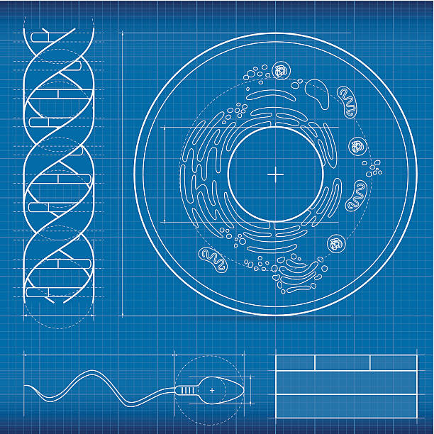Blueprint, biology Blueprint biology, made in Adobe Illustrator (vector). dna drawings stock illustrations