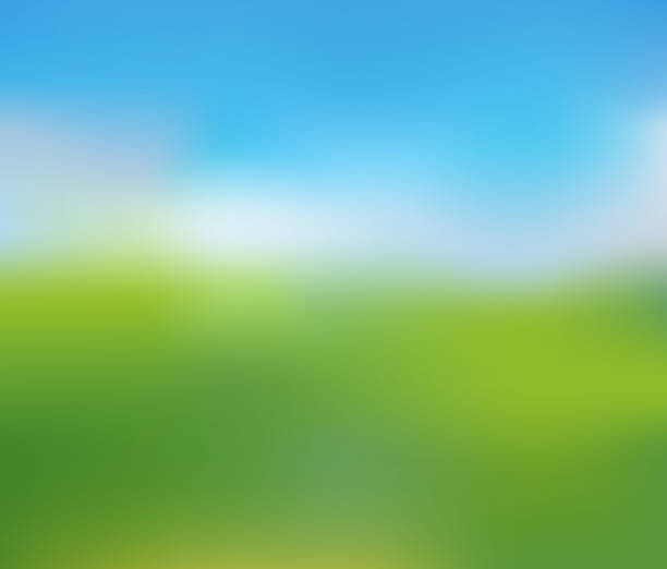 Blurred Nature Landscape of Sunny Summer Day Green Lawn under Clean Blue Sky, Blurred Nature Landscape of Sunny Summer Day, Vector Illustration. grass backgrounds stock illustrations