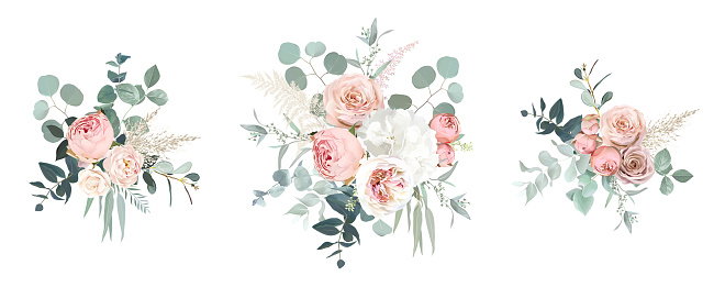Blush pink garden roses, ranunculus, hydrangea flowers vector design bouquets