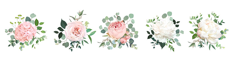 Blush pink garden roses, white peony, ranunculus flowers vector design bouquets. Wedding floral greenery. Mint, pink, beige, green tones. Watercolor flowers. Summer style. Elements are isolated