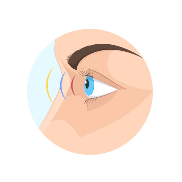 Body human sight, eye. Biology, anatomy man and human organs Body of human sight. Biology, anatomy of man and human organs. Eye, organ of vision, visual perception of the environment. Look side view, vision, medicine, science. Vector illustration. eye silhouettes stock illustrations