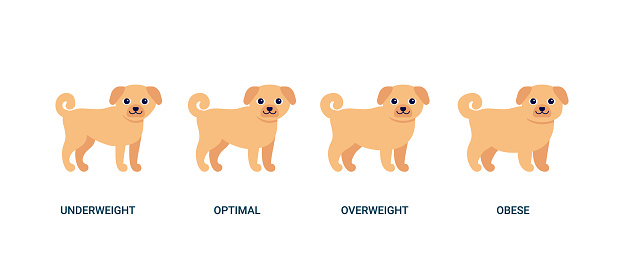 Body mass index dog, chart weight pet. BMI health, underweight, optimal, overweight and obese. House animal ginger dog. Vector illustration