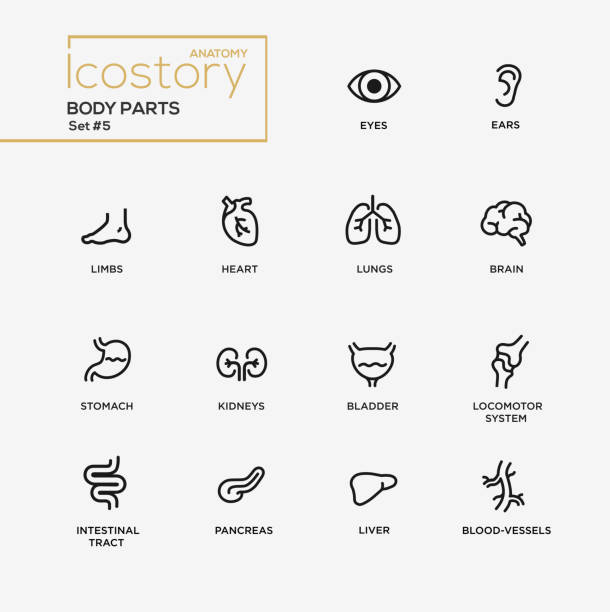 Body parts modern simple thin line design icons, pictograms set Set of modern vector body parts plain simple thin line design icons and pictograms. Body, internal parts of body, brain, bladder, liver, stomach, kidneys, locomotor system, intestinal tract, pancreas blood vessel stock illustrations